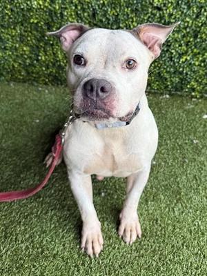 PETUNIA, American Pit Bull Terrier, adult, available for adoption