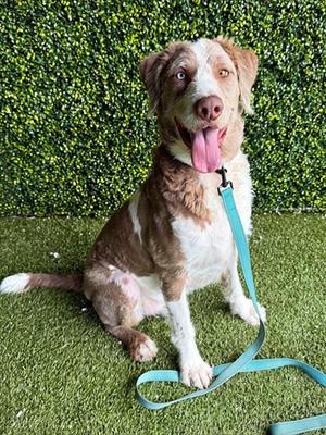 KARL, Labrador Retriever, adult, available for adoption