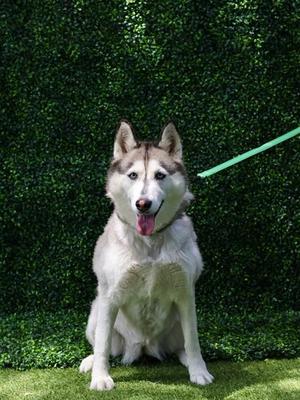 NALA, Siberian Husky, senior, available for adoption