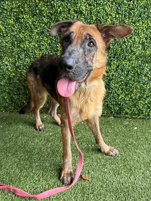 PAWLA, German Shepherd Dog, adult, available for adoption