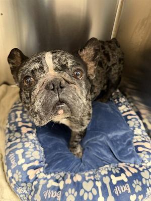 LENNY, French Bulldog, adult, available for adoption