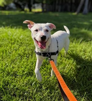 Capucine Pup - Portofino, Boxer / Terrier, young, available for adoption