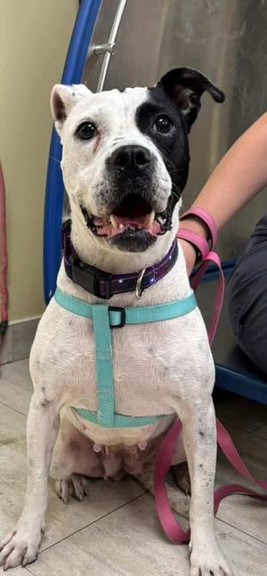 Eve, Pit Bull Terrier, young, available for adoption
