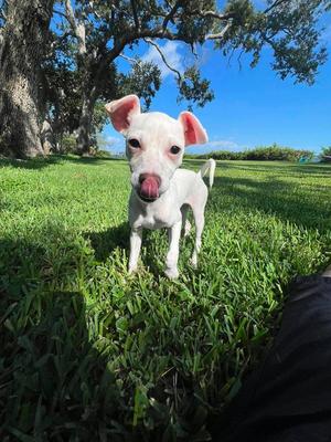 Tiffany Pup -Kilo, Jack Russell Terrier / Chihuahua, young, available for adoption