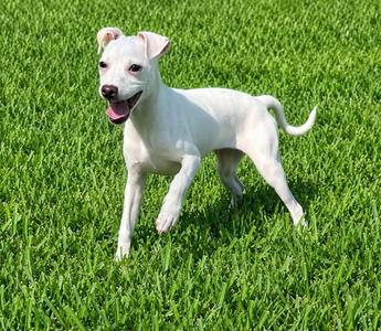 Tiffany Pup -Lima, Jack Russell Terrier / Chihuahua, young, available for adoption