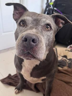 Melanie Rose, Pit Bull Terrier, senior, available for adoption