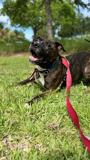 Ollie, Pit Bull Terrier, adult, available for adoption