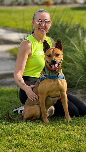 Charlie, Labrador Retriever, young, available for adoption