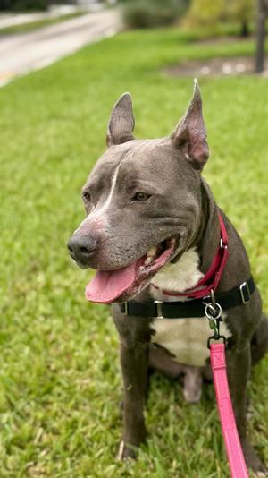 Onyx, Pit Bull Terrier, young, available for adoption