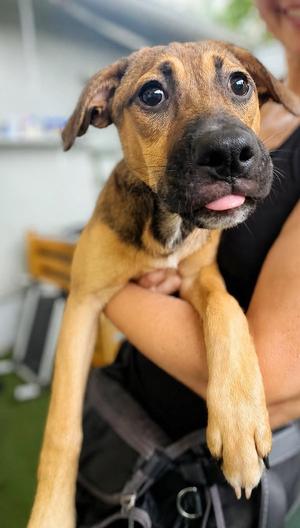 Isabella Pup - Cristina, Dachshund / Labrador Retriever, young, available for adoption