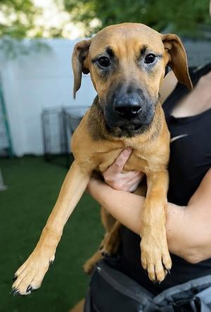 Isabella Pup - Carmen, Dachshund / Labrador Retriever, young, available for adoption