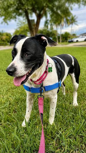 Emily, Terrier, young, available for adoption
