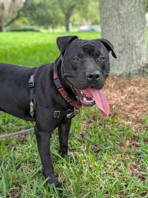 Percy, Pit Bull Terrier, young, available for adoption