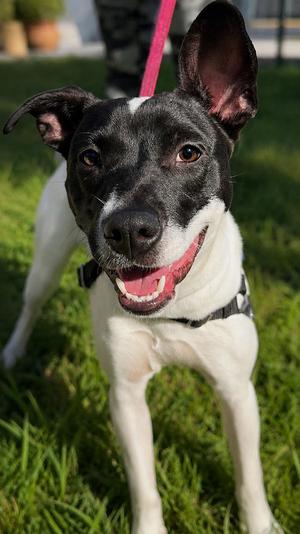 Capucine Pup - Lombardi, Boxer / Terrier, young, available for adoption
