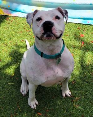 Lola, Terrier, adult, available for adoption