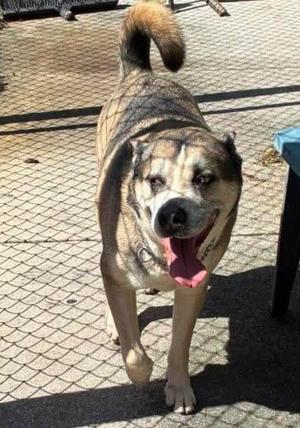 Roy, Pit Bull Terrier, adult, available for adoption