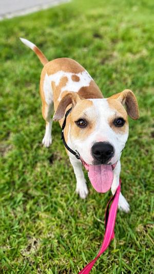 Morgan, Terrier, young, available for adoption