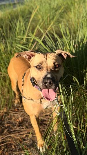 America, Terrier, adult, available for adoption