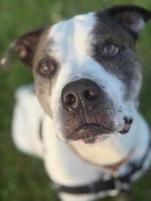 Axel, Pit Bull Terrier, senior, available for adoption