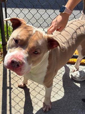 Rex, Pit Bull Terrier, adult, available for adoption