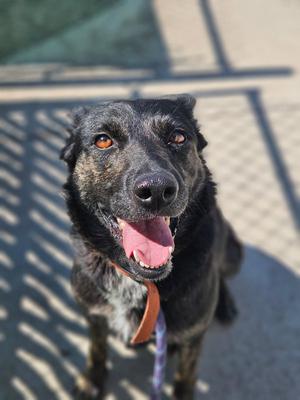 Molly, German Shepherd Dog, adult, available for adoption