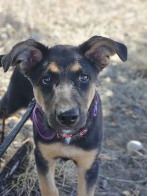 A black and tan puppy with floppy ears wearing a purple collar and leash, standing outdoors on dry ground.
