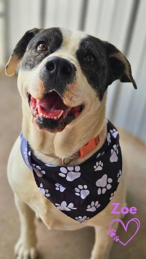 Zoe, American Pit Bull Terrier, adult, available for adoption