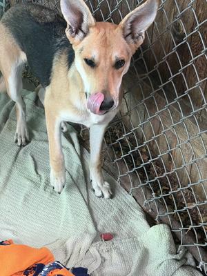Foxy, Carolina Dog / German Shepherd Dog, adult, available for adoption