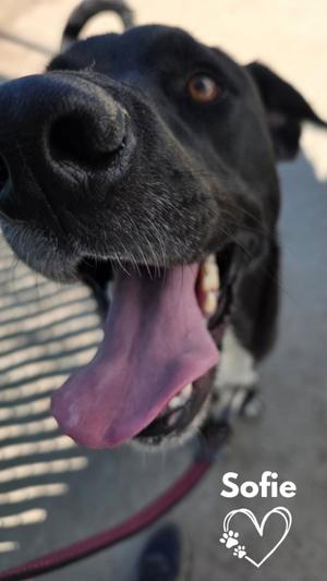 Sofie, Labrador Retriever / Border Collie, adult, available for adoption