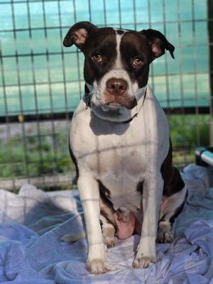Phoebe, Pit Bull Terrier, adult, available for adoption