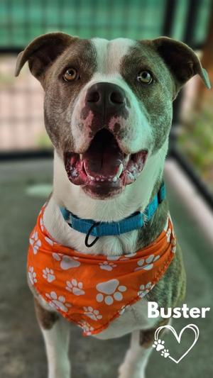 Buster, American Pit Bull Terrier, adult, available for adoption