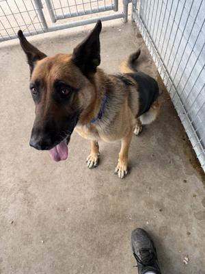 Apache, German Shepherd Dog, adult, available for adoption