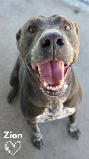 Zion, Pit Bull Terrier, adult, available for adoption