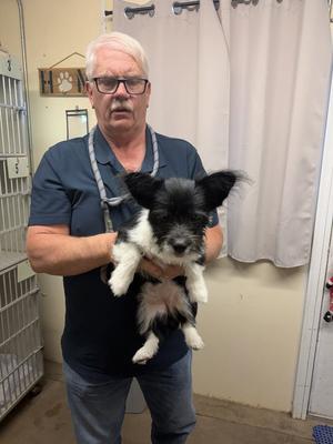 Nala, Corgi / Shih Tzu, adult, available for adoption