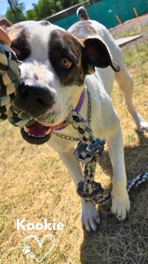 Kookie (Starla), Boxer / Pit Bull Terrier, adult, available for adoption