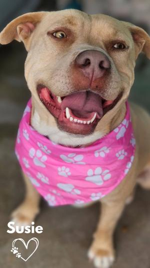Susie, Pit Bull Terrier / American Pit Bull Terrier, adult, available for adoption