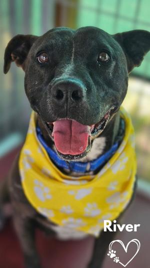 River, Pit Bull Terrier, adult, available for adoption