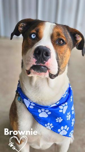 Brownie, Pit Bull Terrier / Boxer, adult, available for adoption