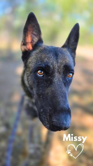 Missy, German Shepherd Dog, adult, available for adoption