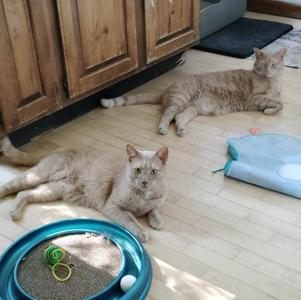 Chester & Gus, adult, available for adoption