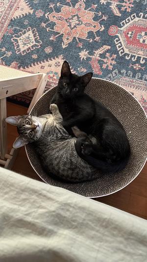 Kiwi & Mango, kitten, available for adoption