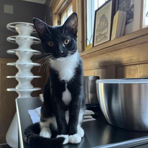 Coconut, kitten, available for adoption