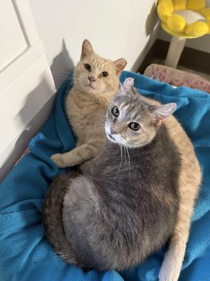 Astra & Ballie, adult, available for adoption
