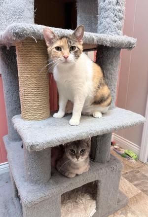 Two cats on a cat tree, one calico cat sitting on the top perch and a grey tabby cat resting below.
