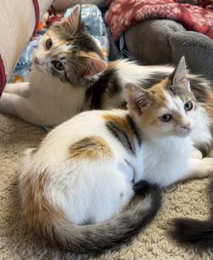 Marge & Selma, kitten, available for adoption