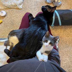 Chloe & Jerry Mouse, kitten, available for adoption