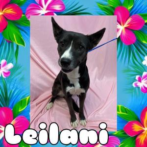 Leilani, Carolina Dog, adult, available for adoption