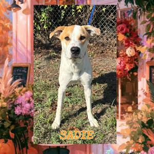 Sadie, Shepherd, Australian, young, available for adoption