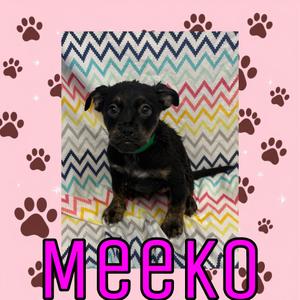 A black puppy named Meeko sitting on a colorful zigzag patterned blanket with paw prints in the background.