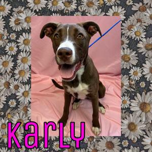 Karly, Retriever, Chocolate Labrador, young, available for adoption